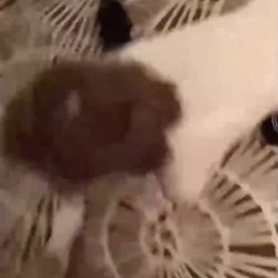 Short Haired Chinese Wife Fucked in Hotel